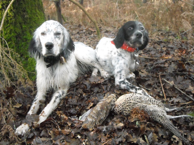 setter anglais faisan et becasse